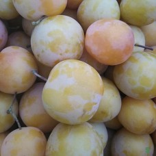Гибрид абрикоса, сливы и персика Шарафуга белая №3, ЗКС